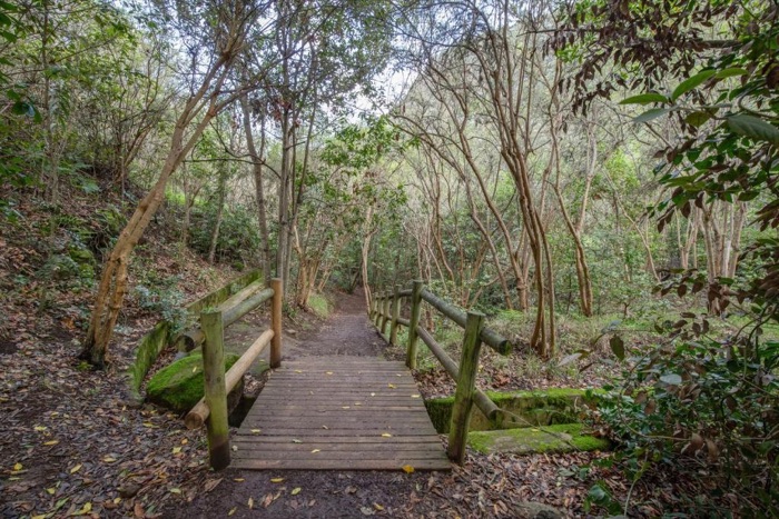 Sendero de madera que entra en el bosque